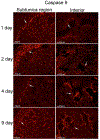 Figure 6: