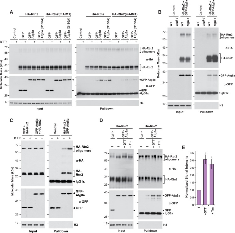 Figure 2—figure supplement 2.