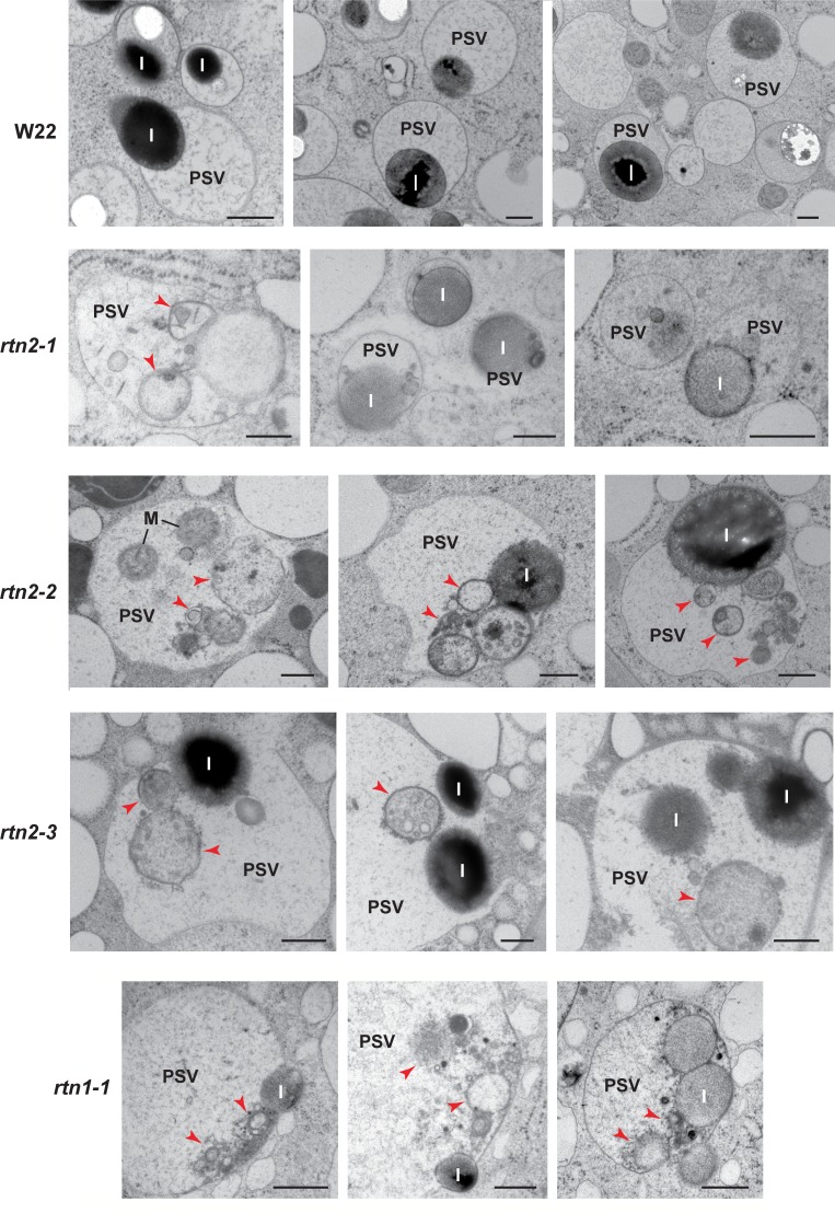 Figure 5—figure supplement 3.