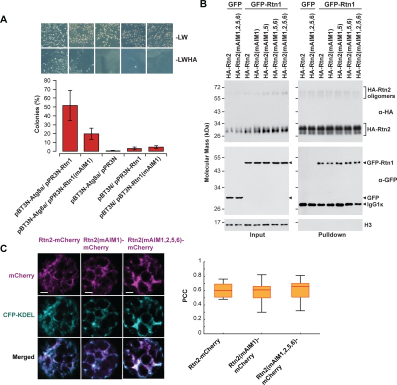 Figure 2—figure supplement 1.