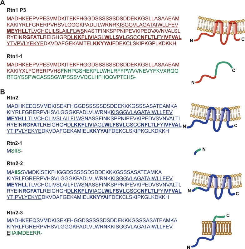 Figure 5—figure supplement 1.