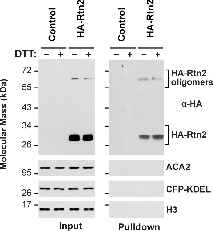 Figure 4—figure supplement 2.