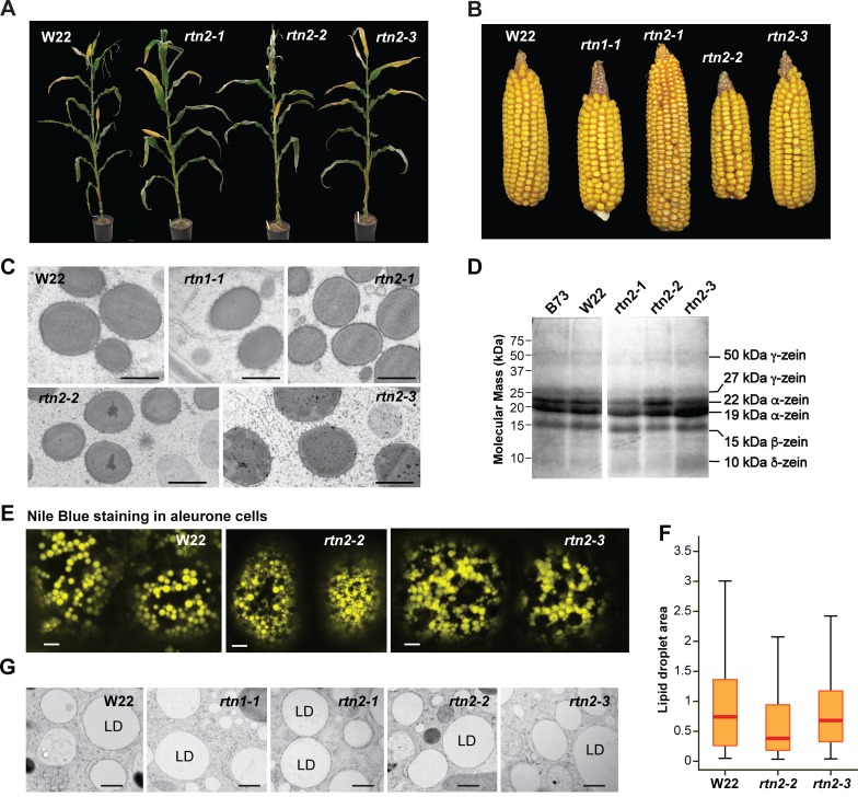 Figure 5—figure supplement 2.