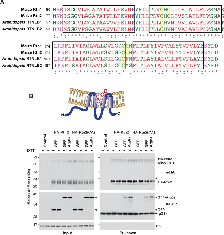 Figure 4—figure supplement 1.