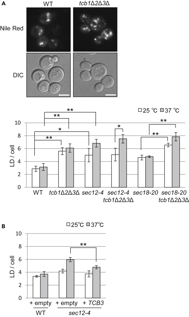 Figure 5