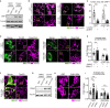 Figure 2—figure supplement 1.