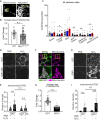 Figure 5—figure supplement 1.