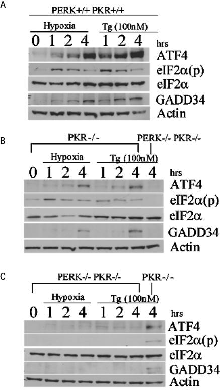 FIG. 6.