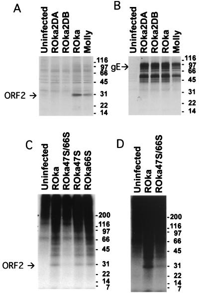 FIG. 1.