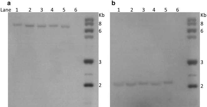 Fig. 6