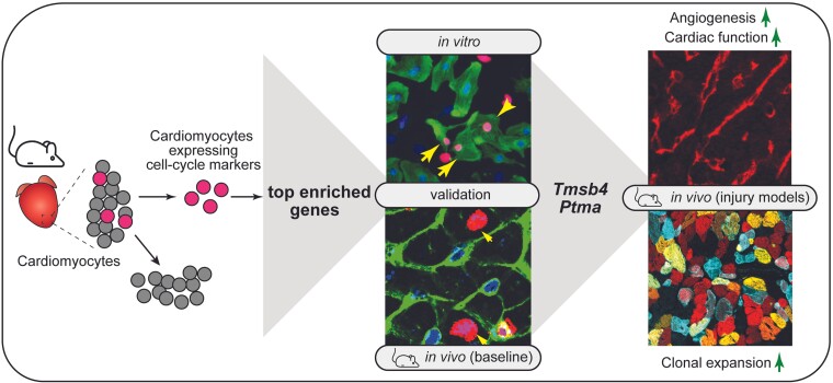 Graphical abstract