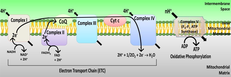 Fig. (2)