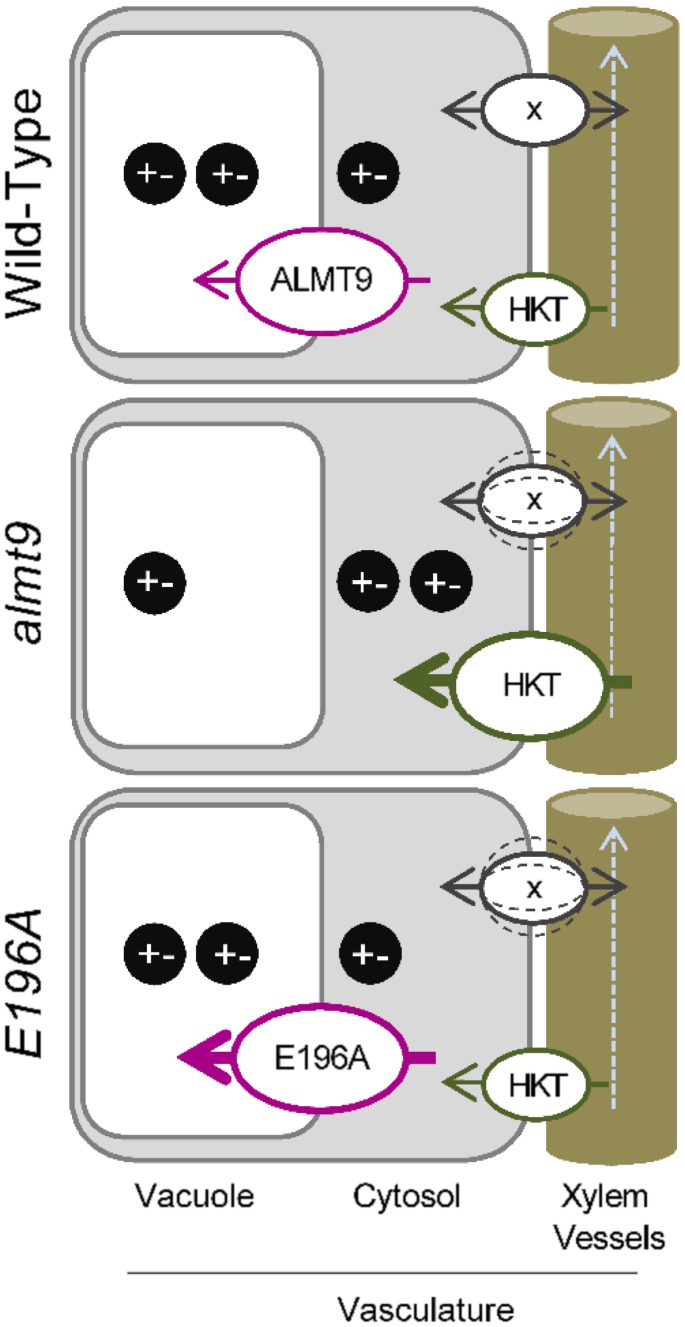 Figure 7.