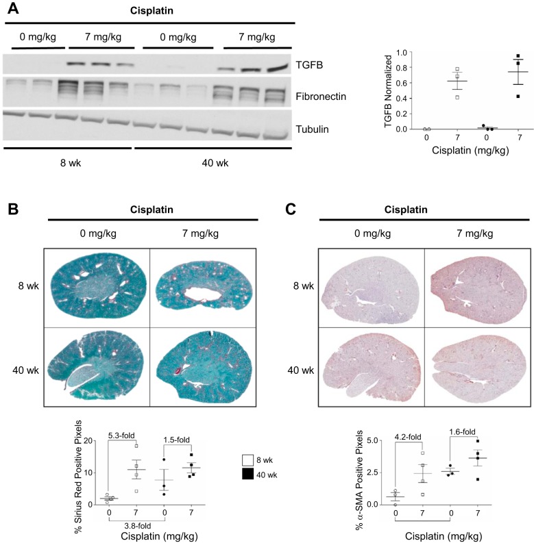 Fig. 8.