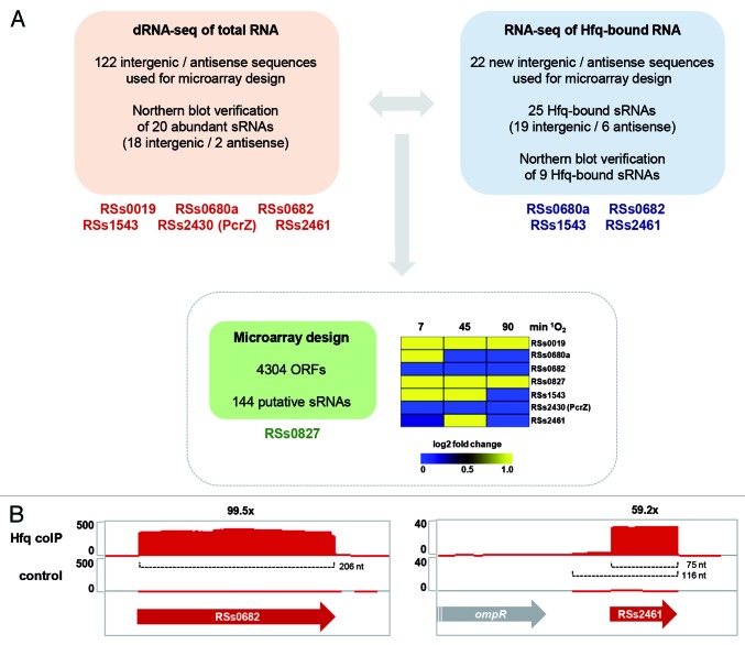 graphic file with name rna-11-413-g1.jpg