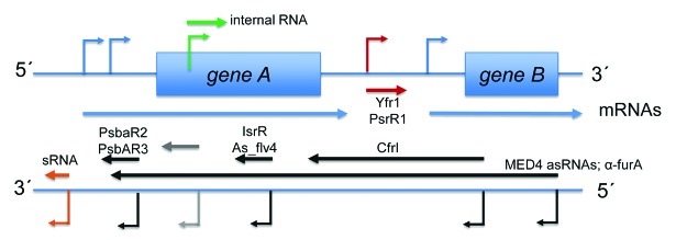 graphic file with name rna-11-413-g3.jpg