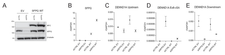 Figure 4—figure supplement 3.