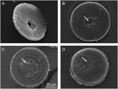 FIGURE 13