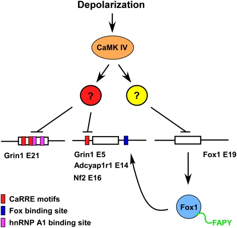 Figure 5.