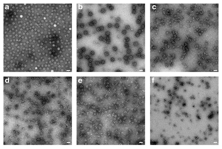 Figure 3—figure supplement 1.