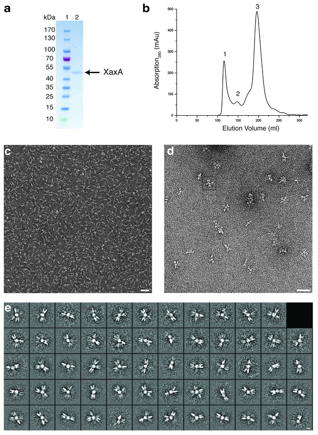 Figure 1—figure supplement 1.