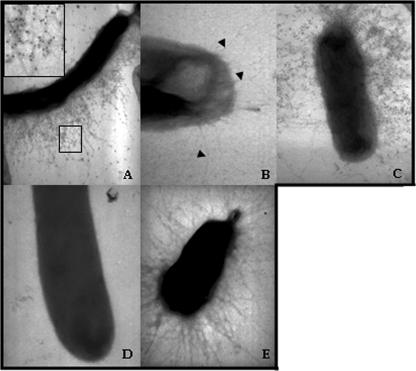 FIG. 5.