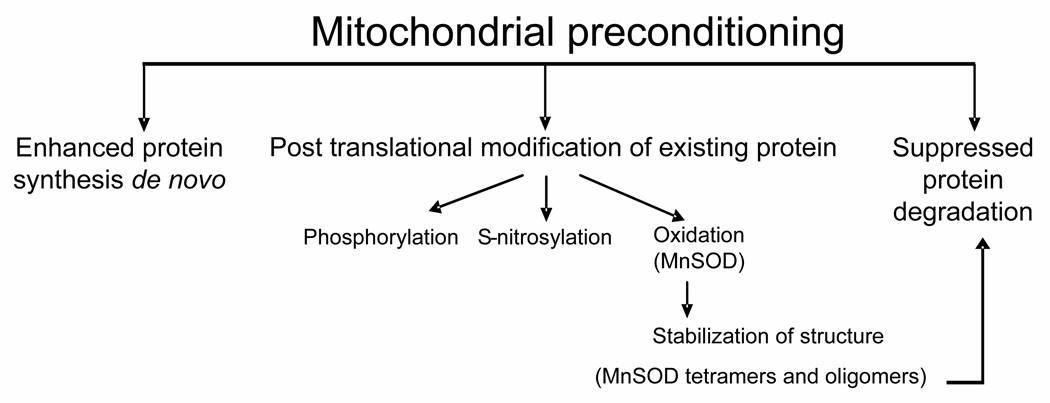 Schema 1