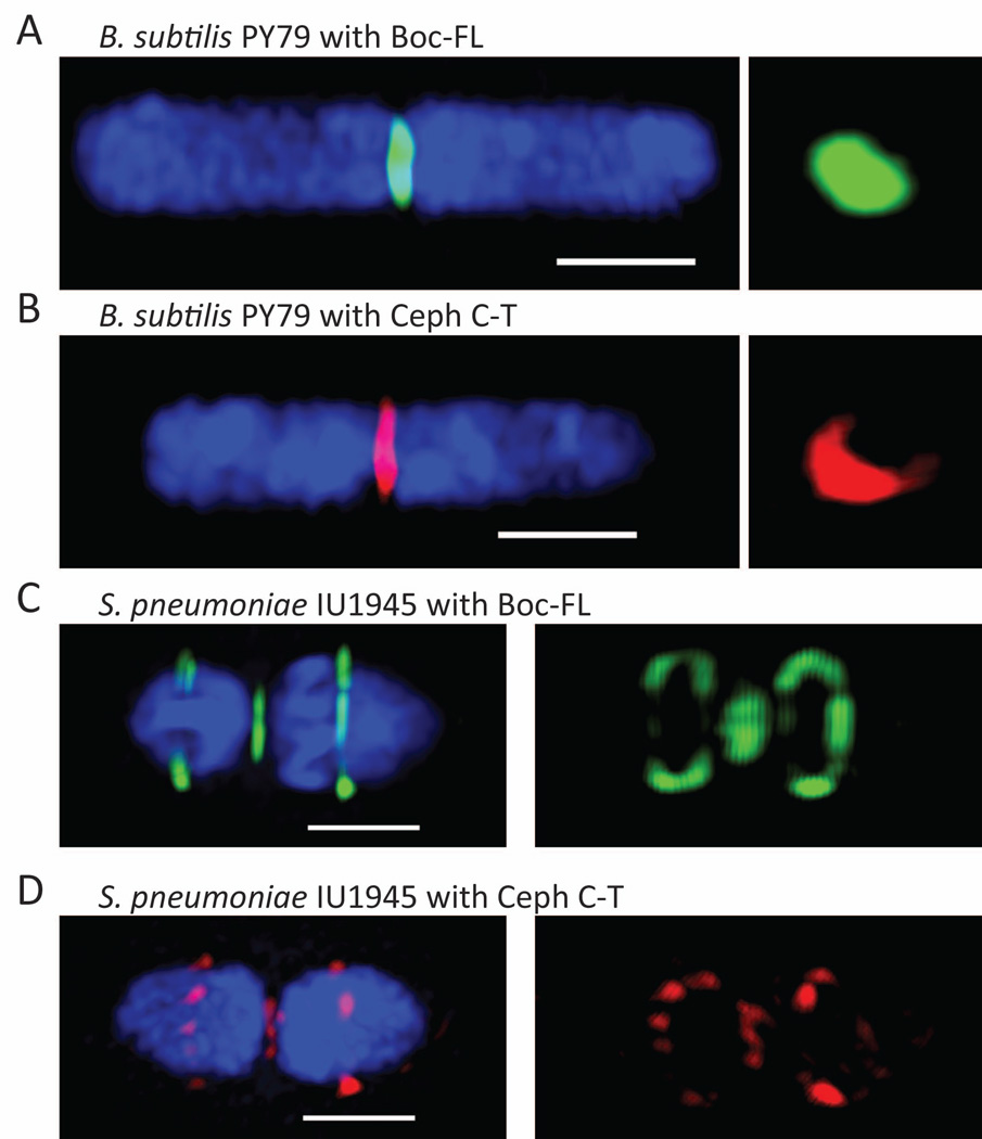 Penicillin-Binding Protein Imaging Probes - PMC