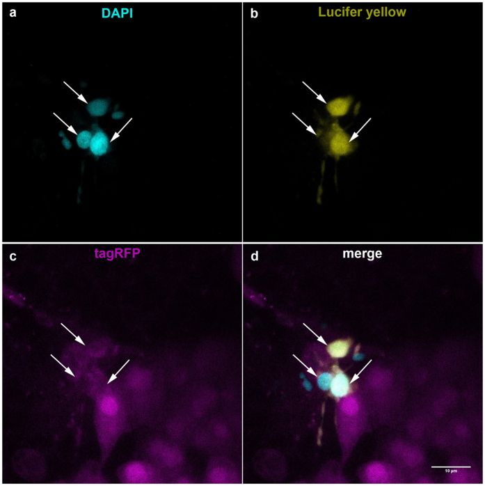 Figure 4