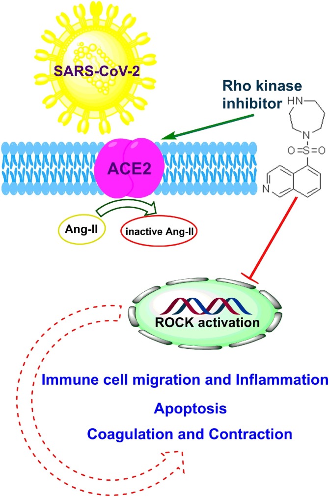 Plausibility of therapeutic effects of Rho kinase inhibitors against ...