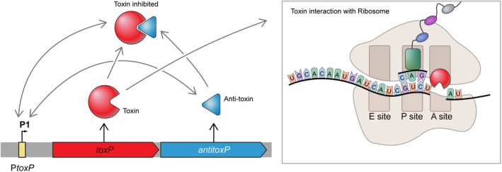 FIGURE 13