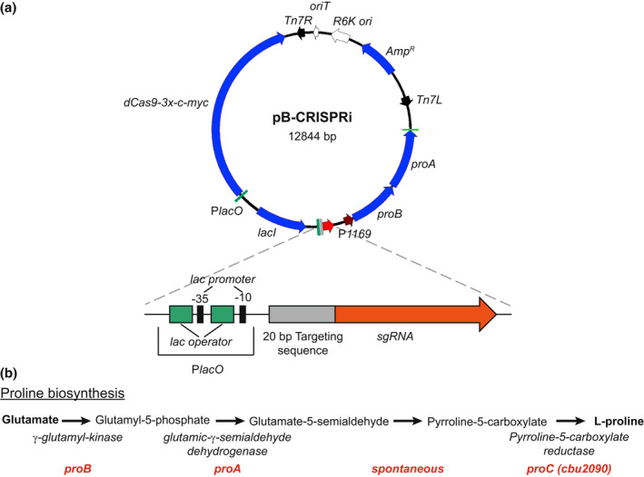 FIGURE 3