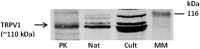 <b>FIG. 3.</b>