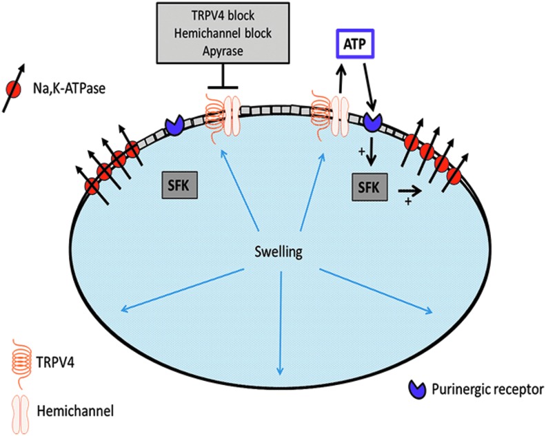 FIG. 2.