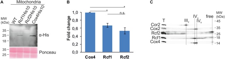 FIGURE 3