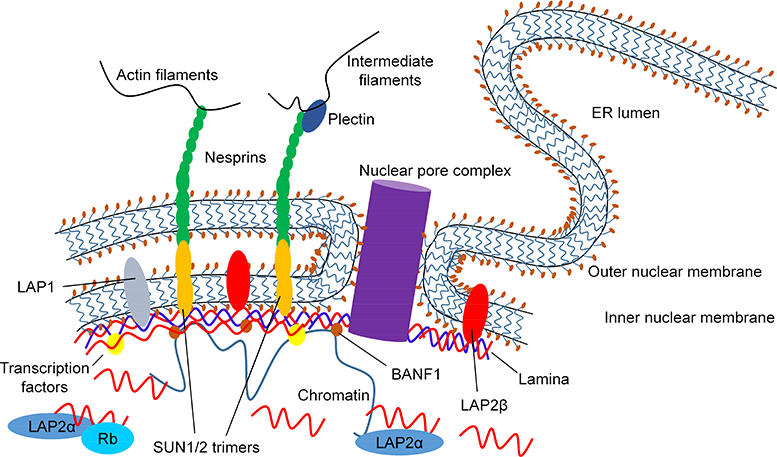 Lamins and Lamin-associated Proteins in Gastrointestinal Health and ...