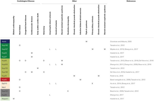 graphic file with name fphys-10-00896-i002.jpg