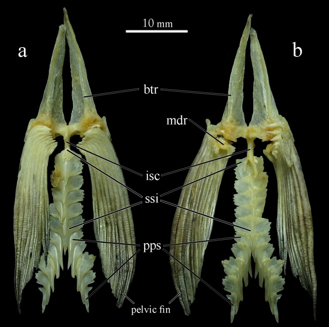 Fig 11