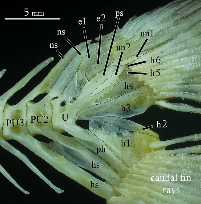 Fig 13