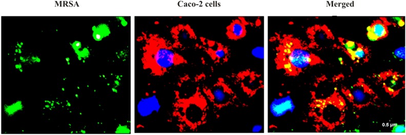 FIGURE 3