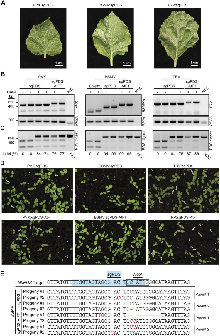 FIGURE 3
