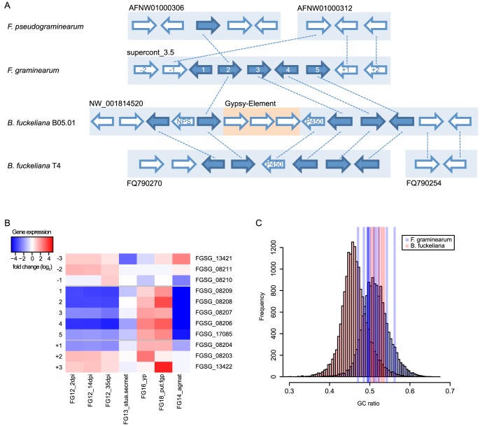 The Fusarium Graminearum Genome Reveals More Secondary Metabolite Gene Clusters And Hints Of