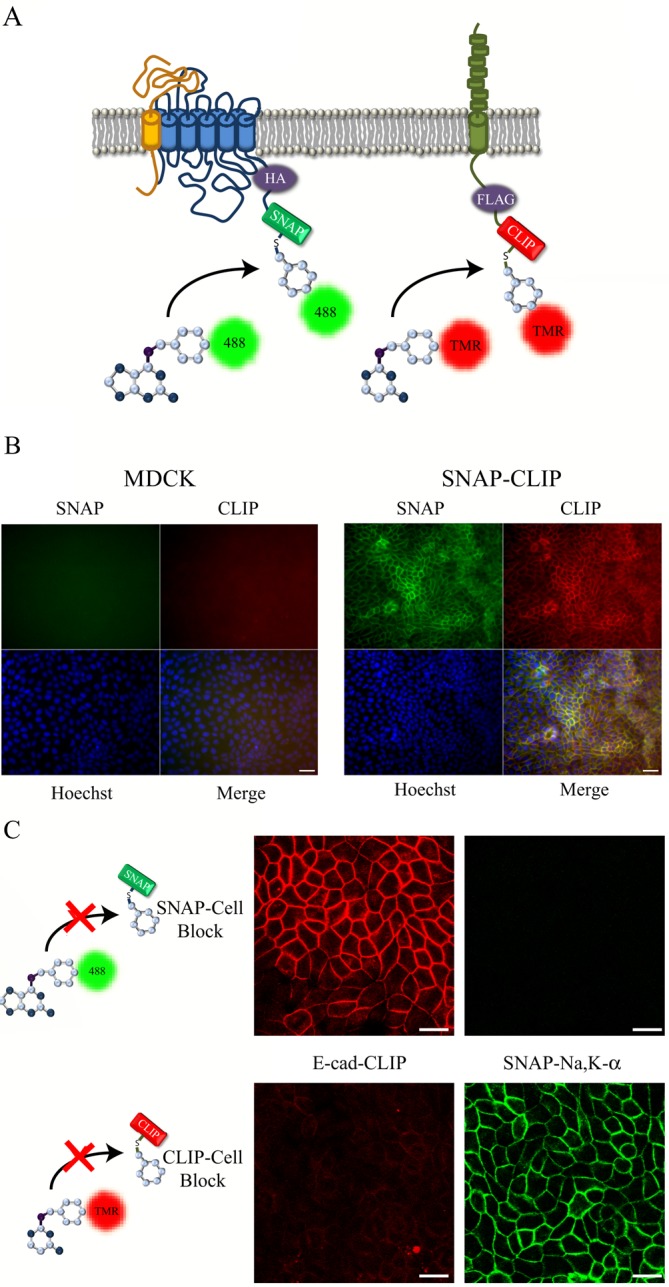 FIGURE 1: