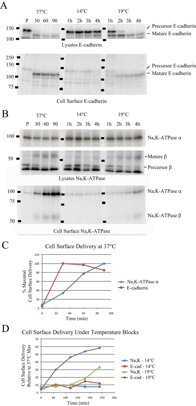 FIGURE 5: