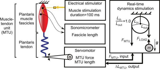 Fig. 1.