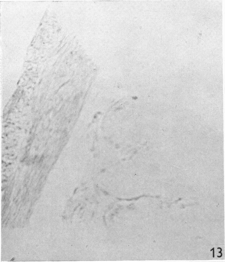 Fig. 13