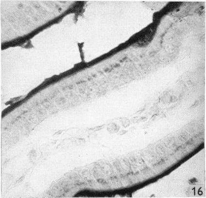 Fig. 16