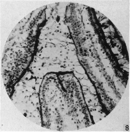 Fig. 8