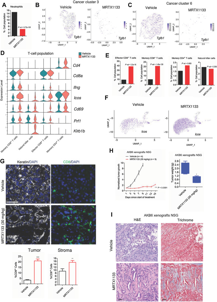 Figure 6. Impact of MRTX1133 on the TME and host immune system. A, Column graph indicating the neutrophils population in the absence and presence of MRTX1133. P value was determined by Fisher exact test. B, Seurat feature plot to illustrate the differential expression of Tgfb1 between the vehicle- and MRTX1133-treated groups from the tumor cluster 3. C, Seurat feature plot to illustrate the differential expression of Tgfb1 between the vehicle- and MRTX1133-treated groups from the tumor cluster 6. D, Violin plots indicating the expression of indicated genes within the neutrophil population in the presence and absence of MRTX1133. E, Column graphs indicating the different T-cell populations that comprise memory CD8+ T cells, Effector CD8+ T cells, NKT cells, and memory CD4+ T cells following MRTX1133 treatment. P values were determined by Fisher exact test. F, Seurat feature plots to illustrate the differential expression of Icos, which is a T-cell marker from the vehicle- and MRTX1133-treated groups. G, Representative images from the multispectral staining on the AKB6 tumors (PanKeratin, CD8, and DAPI). Scale bar, 30 μm. The column graph represents the fraction of CD8-positive cells from the stroma and tumor following the treatment with MRTX1133. Mean and SEM were determined from six ROIs from vehicle (n = 3)- and MRTX1133 (n = 3)-treated tumor tissues. **, P < 0.01; ***, P < 0.0001 as determine by Student t test. H, In vivo effect of MRTX1133 on the tumor growth of AKB6 xenografts in NSG mice. Column graph representing the tumor weights from the AKB6 xenografts derived from NSG strain treated with vehicle and MRTX1133. Mean and SEM are shown. *, P < 0.05 as determined by Student t test. I, Representative images of H&E and Masson's Trichrome staining from AKB6 xenografts derived from NSG strain treated with vehicle and MRTX1133 (30 mg/kg). Scale bar, 50 μm.
