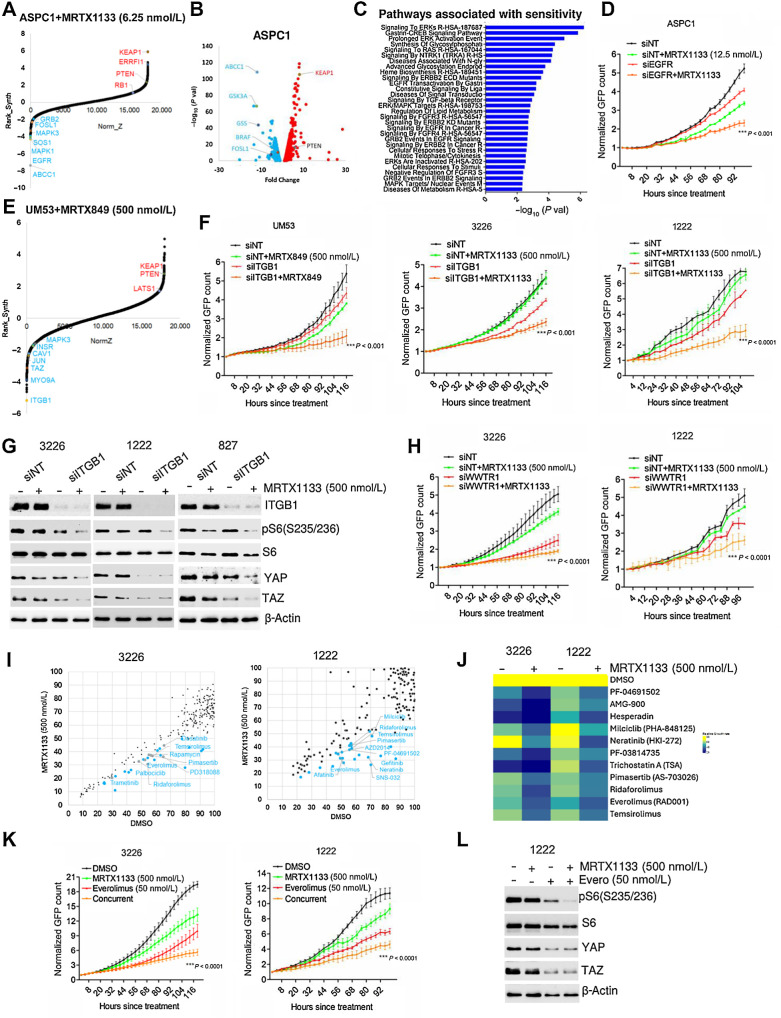 Figure 2. Combinatorial approach to overcome resistance to MRTX1133. A, DrugZ analysis in ASPC1 cells indicating the genes that were negatively selected during the MRTX1133 (6.25 nmol/L) treatment. B, Volcano plot indicating the genes whose sgRNAs are differentially selected in the presence of MRTX1133 (6.25 nmol/L) in ASPC1 cells. The individual guides were filtered with a Z-score <−1.96 and >1.96 (95% CI) based on the DrugZ analysis. C, ENRICHR analysis to determine the pathways that are associated with the negatively selected genes from ASPC1 cells. D, Live cell imaging to monitor the proliferation of ASPC1 cells following EGFR deletion in the absence and presence of MRTX1133. E, DrugZ analysis in UM53 cells indicating the genes that were negatively selected during the MRTX849 (500 nmol/L) treatment. F, Effect of ITGB1 knockdown in UM53, 326, and 1222 cells in the absence and presence of MRTX1133 and MRTX849 at the indicated concentrations on cell proliferation. G, Biochemical analysis in 3226, 1222, and 827 cells on the indicated proteins following ITGB1 knockdown in combination with MRTX1133 (500 nmol/L). H, Effect of WWTR1 deletion on the proliferation of 1222 and 3226 cells treated with MRTX1133 upto 5 days. I, Scatter plot analysis in 1222 and 3226 cell lines following a combinatorial drug screen. Each dot represents a drug from the library. X-axis indicates the effect of individual drugs from the library. Y-axis represents the impact of MRTX1133 combination on the individual drugs from the library. The drug effect was calculated on the basis of the fold change in cell number following 5 days of treatment normalized to the mean vehicle-treated groups in the library. J, Heatmap depicting the effect of the indicated drugs in combination with MRTX1133 on 1222 and 3226 cells. K, Live cell imaging to validate the effect of everolimus in combination with MRTX1133 on the proliferation of 1222 and 3226 until the indicated times. L, Western blotting of the indicated proteins from 1222 cells following the treatment with MRTX1133 in combination with everolimus. Error bars in all the graphs represent mean and SD from triplicates. ***, P < 0.0001 as determined by two-way ANOVA. Experiment was done at two individual times.